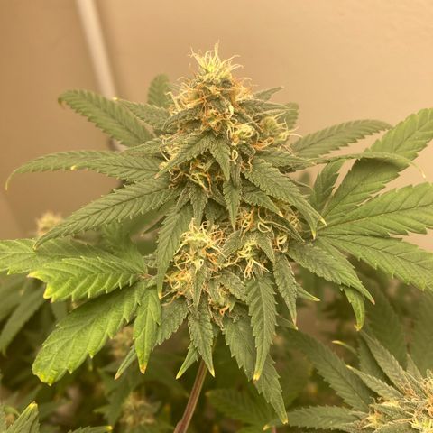 Biscotti growlog timeline photo
