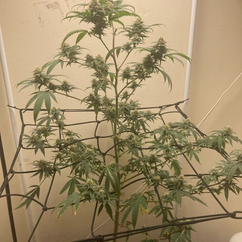 Biscotti growlog timeline photo