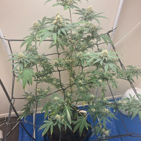 Biscotti growlog timeline photo