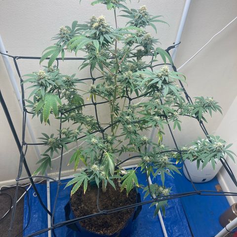 Biscotti growlog timeline photo