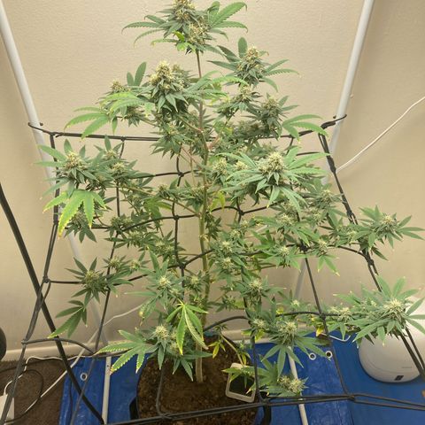 Biscotti growlog timeline photo
