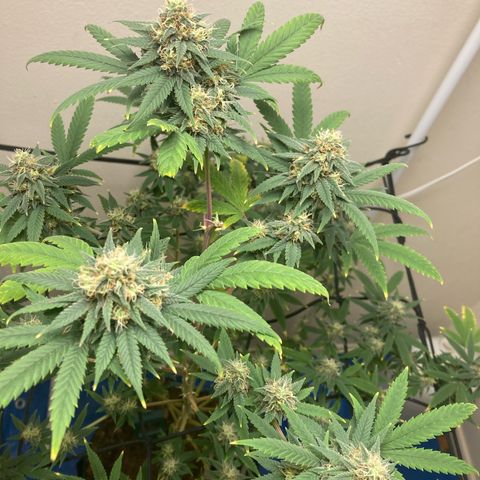 Biscotti growlog timeline photo