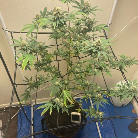Biscotti growlog timeline photo