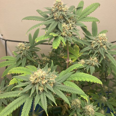 Biscotti growlog timeline photo