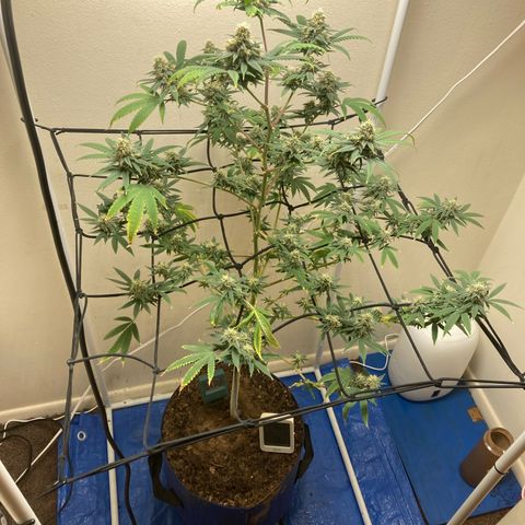 Biscotti growlog timeline photo