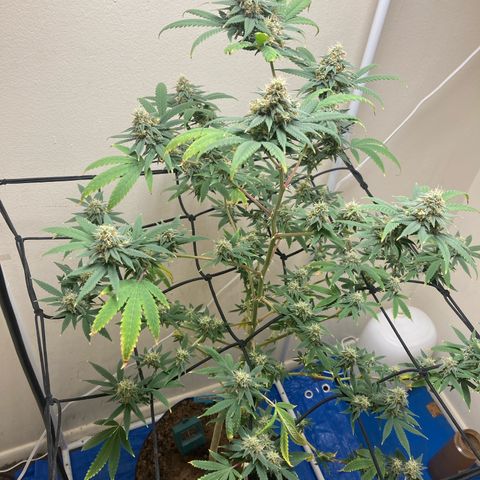 Biscotti growlog timeline photo