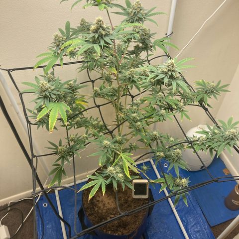 Biscotti growlog timeline photo