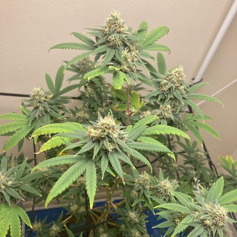 Biscotti growlog timeline photo