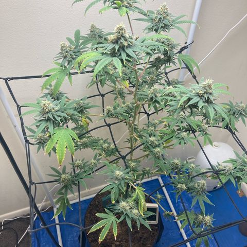 Biscotti growlog timeline photo