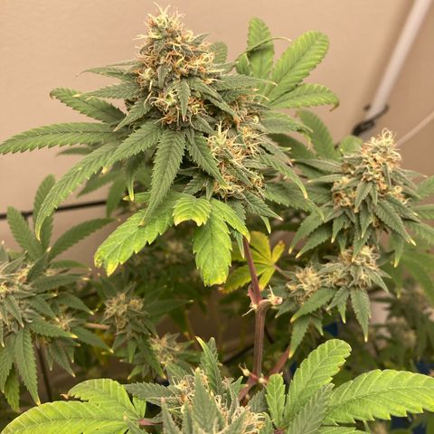Biscotti growlog timeline photo