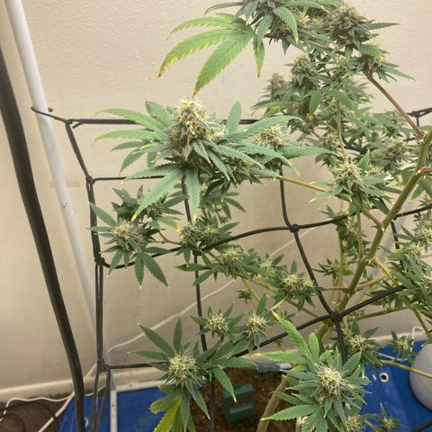 Biscotti growlog timeline photo