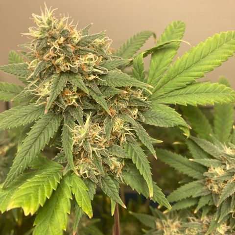 Biscotti growlog timeline photo