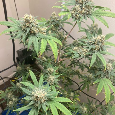 Biscotti growlog timeline photo