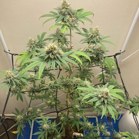 Biscotti growlog timeline photo