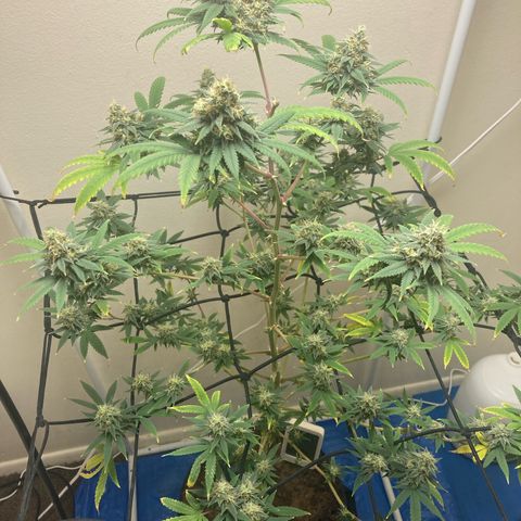 Biscotti growlog timeline photo