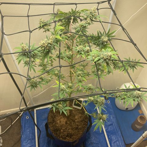 Biscotti growlog timeline photo