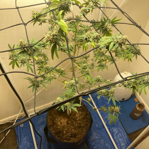 Biscotti growlog timeline photo