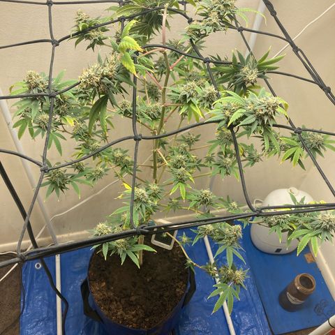 Biscotti growlog timeline photo