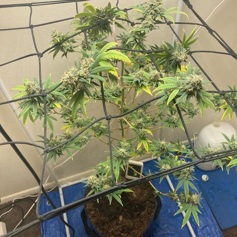 Biscotti growlog timeline photo