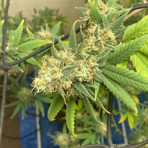 Biscotti growlog timeline photo