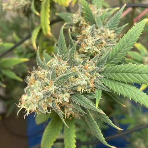 Biscotti growlog timeline photo