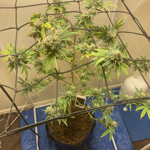 Biscotti growlog timeline photo