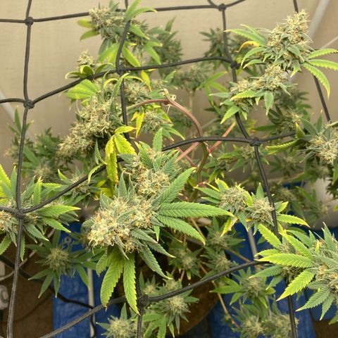 Biscotti growlog timeline photo