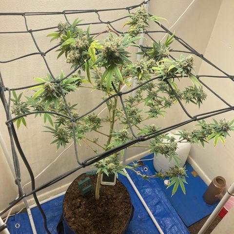 Biscotti growlog timeline photo