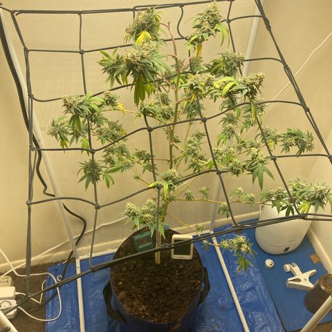 Biscotti growlog timeline photo