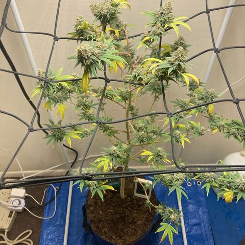 Biscotti growlog timeline photo