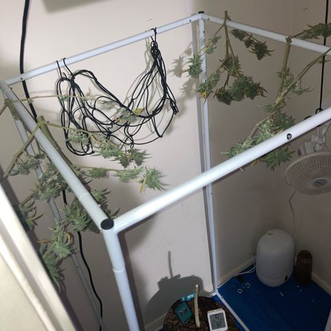 Biscotti growlog timeline photo