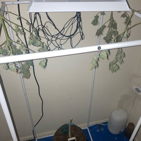 Biscotti growlog timeline photo