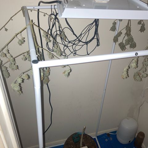 Biscotti growlog timeline photo