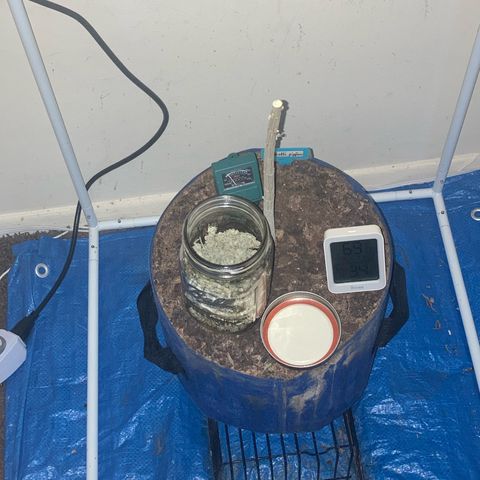 Biscotti growlog timeline photo