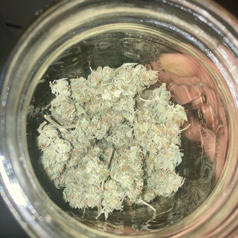 Biscotti growlog timeline photo