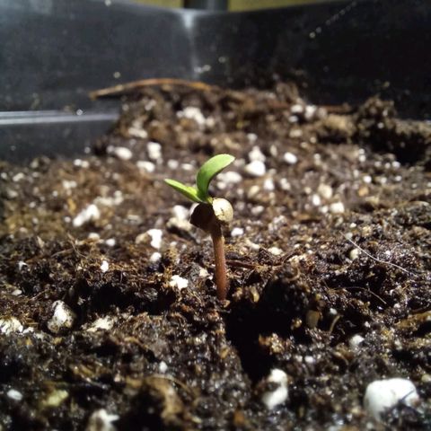 Super Lemon haze  #2 growlog timeline photo