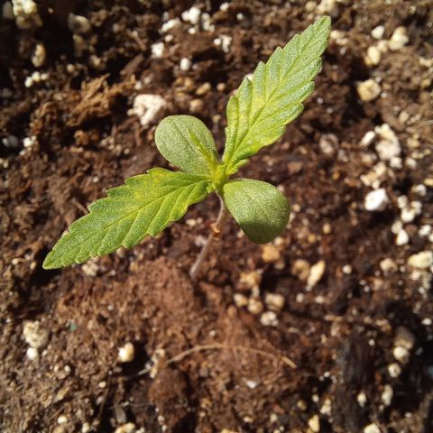 Super Lemon haze  #2 growlog timeline photo