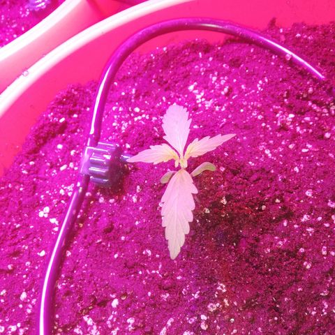 Northern lights auto  growlog timeline photo