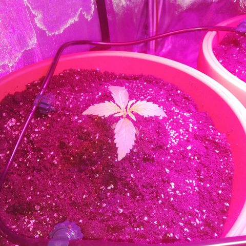 Northern lights auto  growlog timeline photo