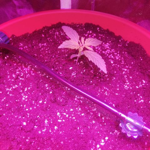 Northern lights auto  growlog timeline photo