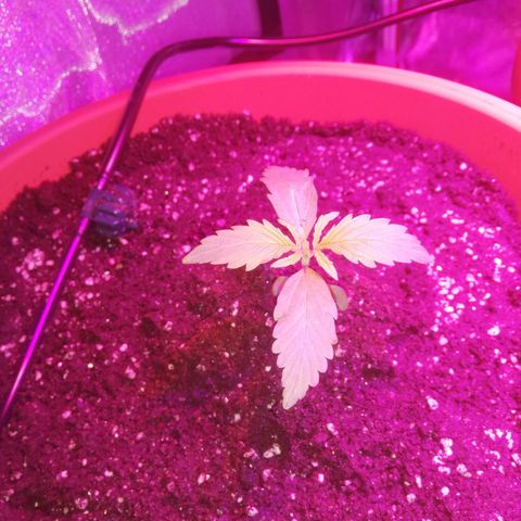Northern lights auto  growlog timeline photo