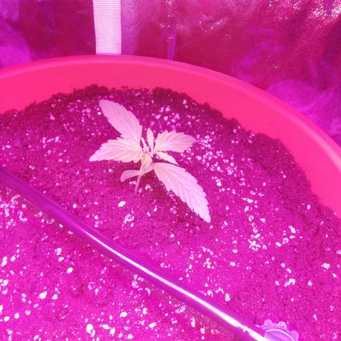 Northern lights auto  growlog timeline photo