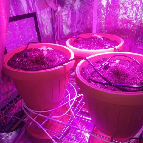 Northern lights auto  growlog timeline photo