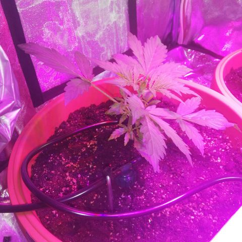 Northern lights auto  growlog timeline photo