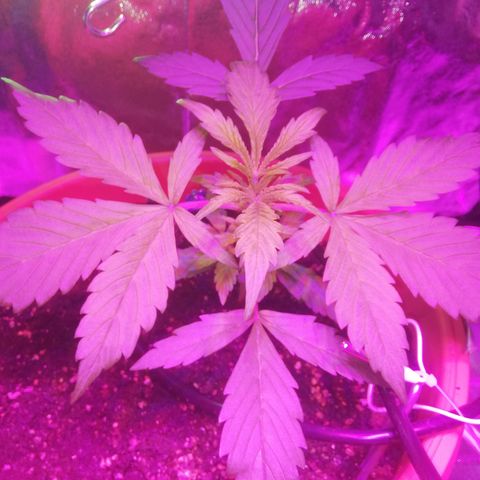 Northern lights auto  growlog timeline photo