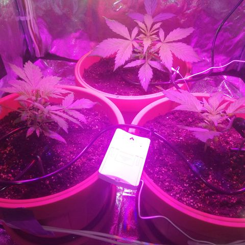 Northern lights auto  growlog timeline photo
