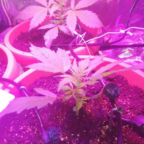Northern lights auto  growlog timeline photo