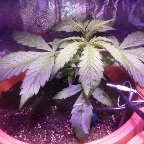 Northern lights auto  growlog timeline photo
