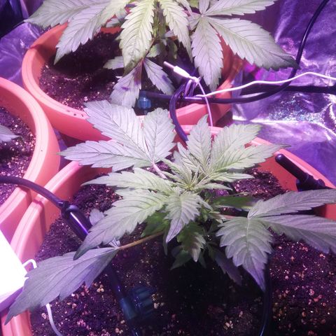Northern lights auto  growlog timeline photo