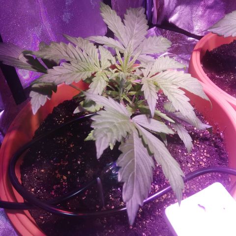Northern lights auto  growlog timeline photo